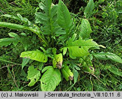 Serratula tinctoria (sierpik barwierski)