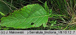 Serratula tinctoria (sierpik barwierski)