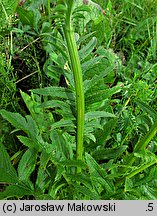 Serratula tinctoria (sierpik barwierski)