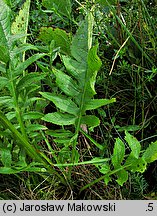 Serratula tinctoria (sierpik barwierski)