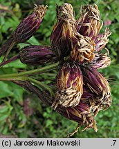 Serratula tinctoria (sierpik barwierski)