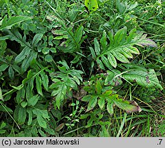 Serratula tinctoria (sierpik barwierski)