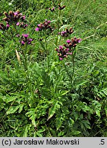 Serratula tinctoria (sierpik barwierski)