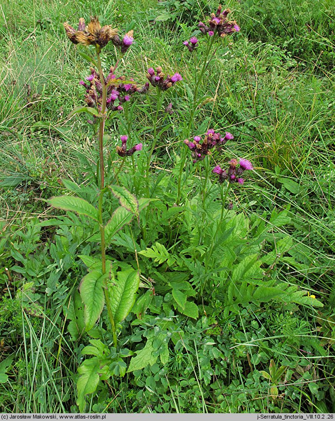 Serratula tinctoria (sierpik barwierski)