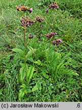 Serratula tinctoria (sierpik barwierski)