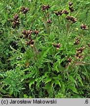 Serratula tinctoria (sierpik barwierski)