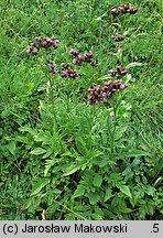 Serratula tinctoria (sierpik barwierski)