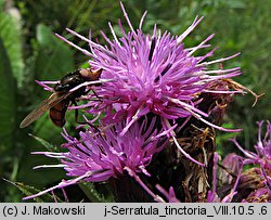 Serratula tinctoria (sierpik barwierski)