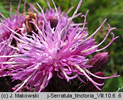 Serratula tinctoria (sierpik barwierski)