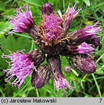 Serratula tinctoria (sierpik barwierski)