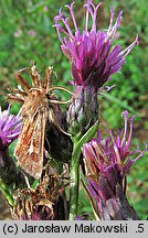 Serratula tinctoria (sierpik barwierski)