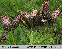 Serratula tinctoria (sierpik barwierski)