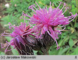 Serratula tinctoria (sierpik barwierski)