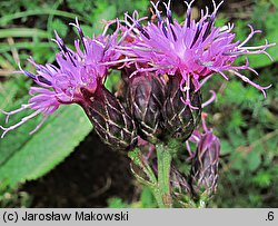 Serratula tinctoria (sierpik barwierski)