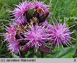 Serratula tinctoria (sierpik barwierski)