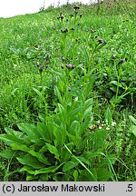 Serratula tinctoria (sierpik barwierski)