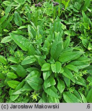 Serratula tinctoria (sierpik barwierski)