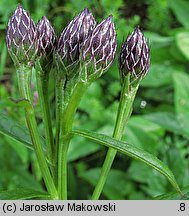 Serratula tinctoria (sierpik barwierski)