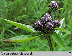 Serratula tinctoria (sierpik barwierski)