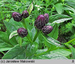 Serratula tinctoria (sierpik barwierski)