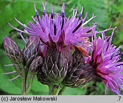 Serratula tinctoria (sierpik barwierski)