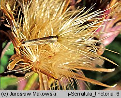 Serratula tinctoria (sierpik barwierski)