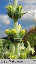 Sideritis syriaca