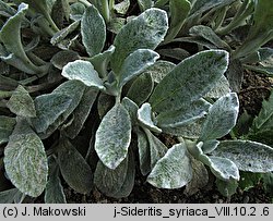 Sideritis syriaca