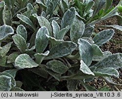 Sideritis syriaca