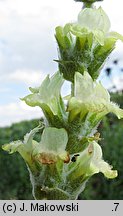 Sideritis syriaca