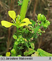 Sinapis alba (gorczyca jasna)