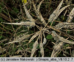 Sinapis alba (gorczyca jasna)