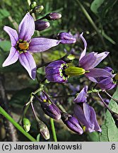 Solanum dulcamara (psianka słodkogórz)