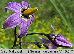 Solanum dulcamara (psianka słodkogórz)