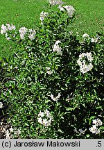 Solanum jasminoides