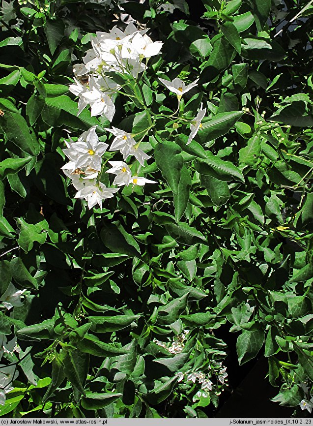 Solanum jasminoides