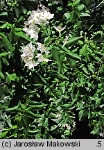 Solanum jasminoides