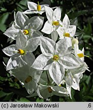 Solanum jasminoides