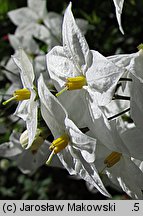 Solanum jasminoides