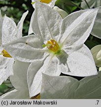 Solanum jasminoides