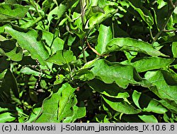 Solanum jasminoides