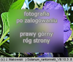 Solanum rantonnetii (psianka Rantonettiego)