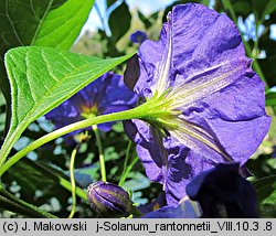 Solanum rantonnetii (psianka Rantonettiego)