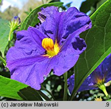 Solanum rantonnetii (psianka Rantonettiego)