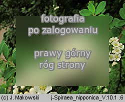 Spiraea nipponica (tawuła nippońska)