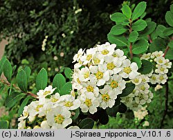 Spiraea nipponica (tawuła nippońska)