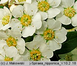 Spiraea nipponica (tawuła nippońska)