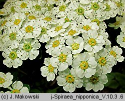 Spiraea nipponica (tawuła nippońska)