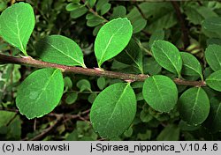 Spiraea nipponica (tawuła nippońska)