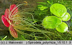 Spirodela polyrhiza (spirodela wielokorzeniowa)